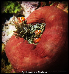 My comfort homey
Clown fish and Anemone.
Bangka, North ... by Thomas Satrio 